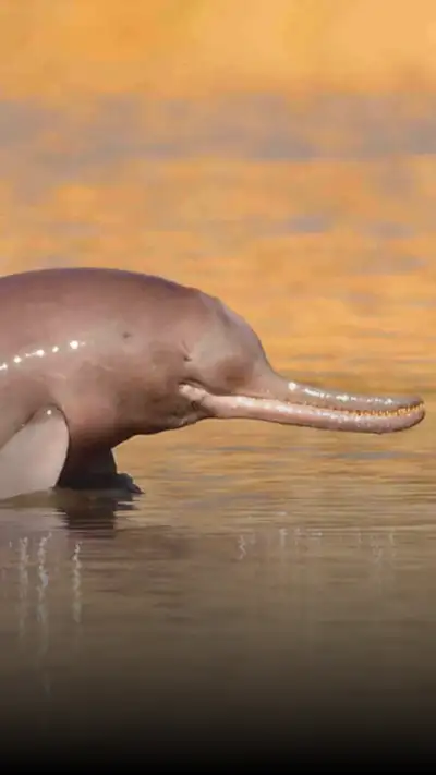 the gangetic river dolphin  what  where  why 